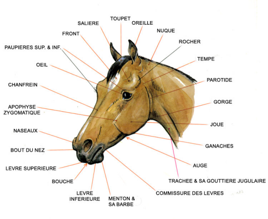 Parties De La Tete Du Cheval